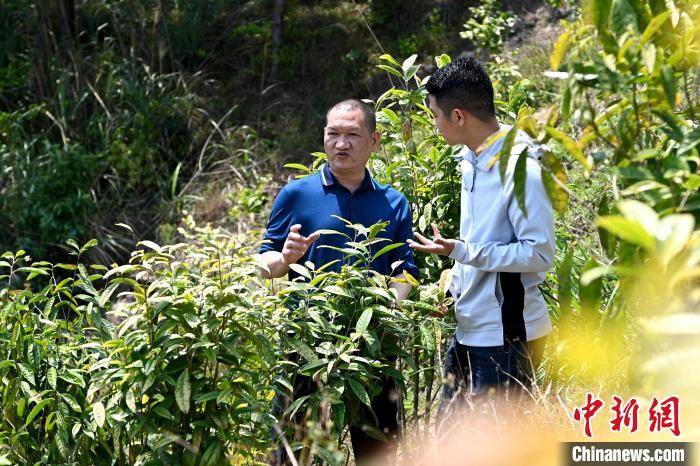 張高漢向參訪者介紹金花茶種植情況?！埥鸫?攝