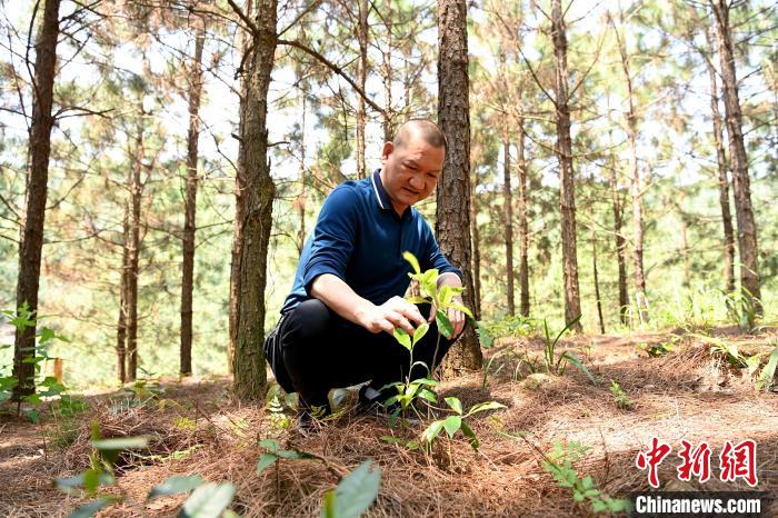 張高漢查看在松樹林下剛套種不久清明茶的生長情況?！埥鸫?攝
